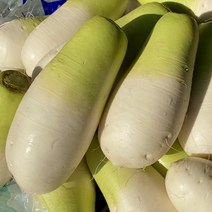 지구별장터 제주 세척 무 월동무, 세척무 15kg, 1개
