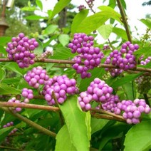 묘목/좀작살나무/H1.5m /5주 KS593