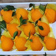 제주 가을이네 한라봉 5KG 프리미엄 선물세트 명절선물, 1박스, 5kg 선물세트 특대 (11-12과)