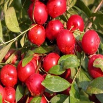 칼슘자두나무 접목1년 홍칼슘 황칼슘 흑칼슘-과실수, 칼슘자두나무 황칼슘