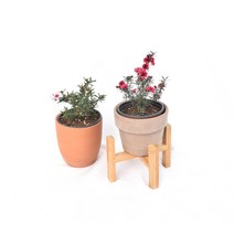 서비내 - 호주매화 소품 호주매 마누카 일지매 겨울꽃 2가지 색상(색랜덤) 플랜테리어 생화 서비야드, 1개