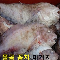 (쌍다리상회) 생물 물곰 물곰치 통마리 1-3마리 당일생물, 생물 물곰치 통마리 5kg이상 12-15인용