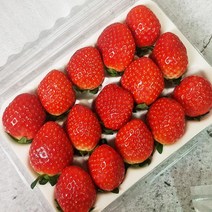 담양 생 딸기 설향딸기 선물 특대과 대과 맛좋은 딸기1kg 500g, 딸기특대과500g