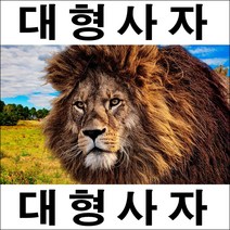 드림하우스 사자사진