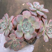 [다육이아지트]아우렌시스자연, 1개