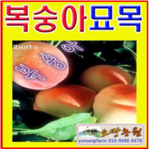 (D소망)경봉 백도복숭아나무묘목 접목1년(포트) 2그루