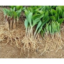 울릉도 얼룩 산마늘 명이나물 5년생 종근(모종) 30촉(SG)