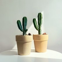 따스한정원 개성있는 식물 용신목 외팔선인장, 토분선택, 1개