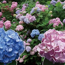 묘목/유럽수국/엔들레스썸머(오리지널 블루)120L포트 W275, 1개