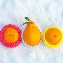 [명절선물 고민해결] 제주 만감류 3종 선물세트 한라봉 레드향 천혜향 고당도 제주 감귤 혼합과일선물세트