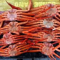울진 후포리 자연산 홍게 선주/산지직송 붉은대게 자숙 당일조업, 프리미엄 연지홍게 2kg[7-9마리], 1개
