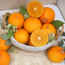 (철따라농산물) 제주 서귀포 노지 황금향 가정용 소과 2.5kg(16-20입)벌크