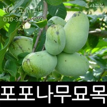 포포나무/접목/1년/1주/썬플라워/묘목/도시농부