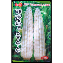 백광찰 옥수수씨앗70립 찰지고 맛있는 찰옥수수