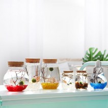 유리자갈 마리모 키우기 유리병 수경 반려식물 알카이브, A.푸딩병_호박