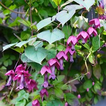 [모야모 꽃씨] 로도치톤 5립 희귀 덩굴식물