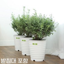 초대형 원형 거실 플라스틱화분(7색) 라운드라인580+받침, 펄골드