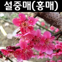 설중매/홍매화(홍설매) 나무 묘목 접목1년 1개/정원/공원/조경수