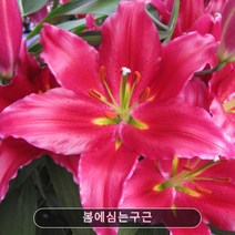 봄에심는구근 구근/백합구근 바카디 10구