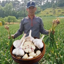 서산육쪽마늘 대서마늘 장아찌용 마늘 6쪽 통마늘, 서산 황토밭 대서마늘 특 5kg
