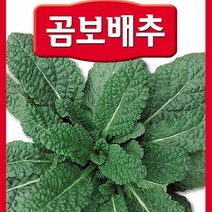 [가람종묘사] 곰보배추 씨앗(기침 가래 비염 및 오래된 천식 부인병 아토피에 효과)