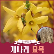 개나리나무 묘목 특묘 1m 50 꽃나무 조경공사 생울타리 공원수 경관용 원예 가드닝