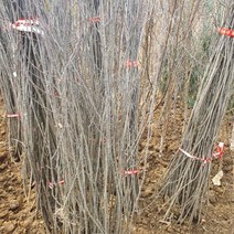 아로니아 (결실주) 실생3년 묘목 1주