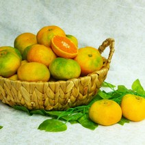 제주 하우스 감귤 산지직송 선물세트 5kg 10kg, 10kg 대과 가정용, 1개