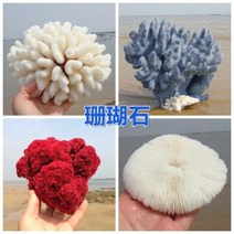 철갑상어키우기 구피암컷 베타암컷 천연 산호 화초 돌패각 소라껍데기 조경 가구 장식, 34 화수분산호 2628cm