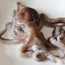 국내산 생물 낙지5미, 단품