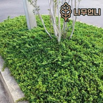 좀눈향 선좀눈향 상록수 정원수 조경수 나무언니, 좀눈향 폭40cm