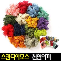 [아트랄라]스칸디아모스(택1)천연이끼식물공기정화탈취효과, 내추럴(30g)