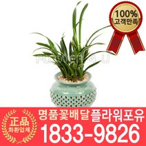 [플라워포유] 환희 동양난 서양난 승진축하 인사이동 개업난 선물 꽃배달 동양란 개업화분