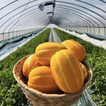 성주참외 당도보장 고당도 꿀참외, 2kg가정용(로얄과)(5~9과)
