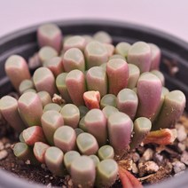 오십령옥 다육이 오십옥 플랜테리어 홈가드닝 다육랜덤1-30, 단품