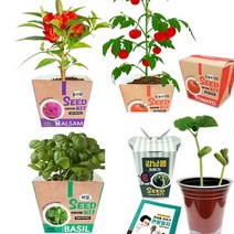 맘이샵 식물 키우기키트 허브 바질 봉선화 방울토마토 강낭콩, 4. 강낭콩+관찰일지