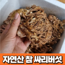 자연산 참 싸리버섯 1kg 국산 강원도 지리산 참싸리버섯 국내산 채취 산지 직송 싸리 버섯 담백한 풍부한 맛 싸리 빗자루 버섯, 1개