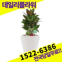 크로톤 개업축하화분배달 개업식 개업선물 식당 카페 개원 집들이 승진 취임 부임 영전 전국당일 실내관엽식물 배송