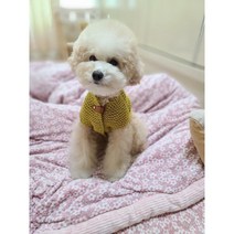 [대바늘 DIY] 강아지 탑다운 가디건 만들기 / 동영상 패키지 / 강아지옷, 머스타드