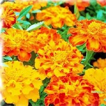 매화동 (200립)꽃씨앗 공작초 혼합 씨앗