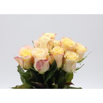 피치색 장미 생화택배 (고속터미널꽃시장 직배송) 꽃예꽃, 며칠 기다렸다가 꽃 입고 되는대로 발송, 금~일요일 구매시 (화요일 도착)