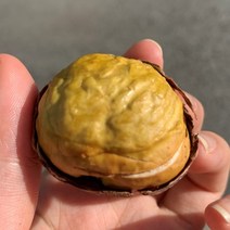 [블랙애플] 포르단밤 부여밤 칼집밤 홀라당밤 1kg, 칼집포르단밤1kg