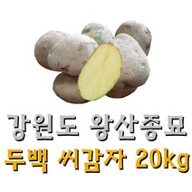 [강원도 정품 왕산종묘] 두백 씨감자 20kg 찐감자 쪄먹는 감자 분감자 두백 왕산 감자씨 햇감자, 두백(왕산종묘 분감자 쪄먹는감자) 20kg