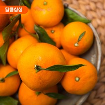 달콤싱싱 제주 감귤, 감귤 로얄과 5kg SM