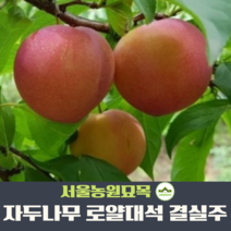 서울농원묘목/자두나무 로얄대석 분묘 결실주R2~3점 R4점이상