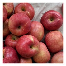 경북 부사 사과 가정용 10kg 48-51과