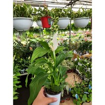 식물사랑꽃농원 스파트필름 분갈이용