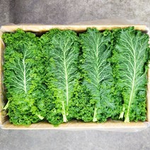 겨자잎 500g