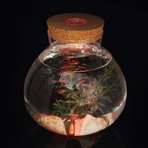 유리병 식물 LED 테라리움 반려 키우기 마리모, 상세페이지 참조