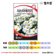 헬프팜 샤스타데이지 2천립 꽃씨 종자 씨앗 세계종묘